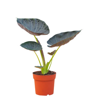 Alocasia 'Regal Shield'