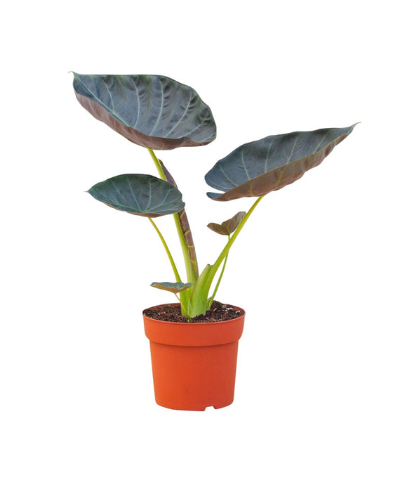 Alocasia 'Regal Shield' Image 1