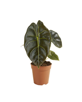 Alocasia 'Golden Bone'