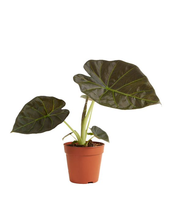 Alocasia 'Regal Shield' Image 2