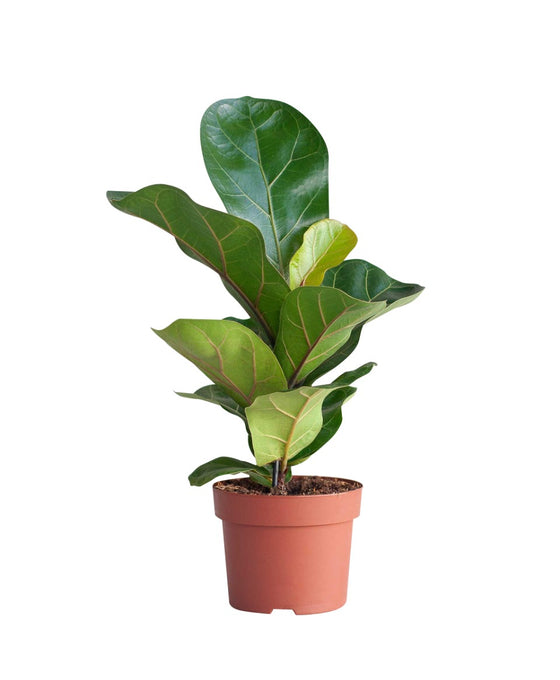 Ficus lyrata 'Fiddle Leaf Fig' Image 7