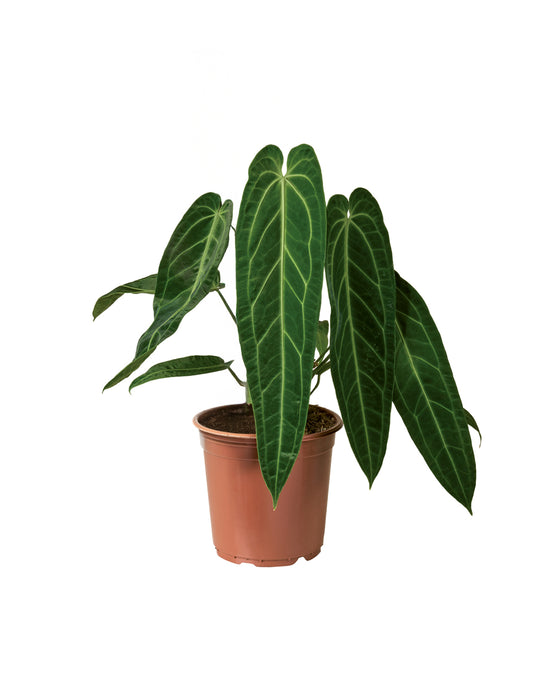 Anthurium warocqueanum Image 1