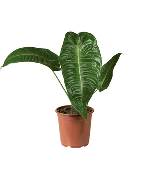 Anthurium veitchii