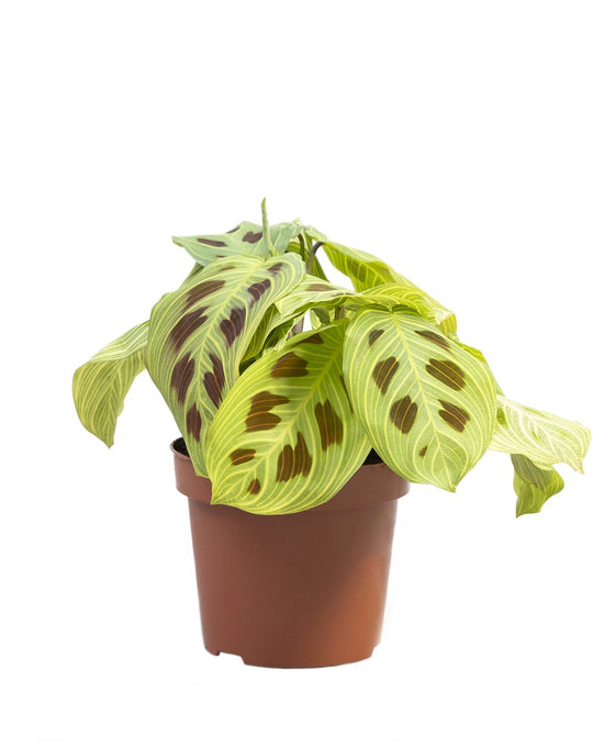 Maranta sp. Light Veins Image 3