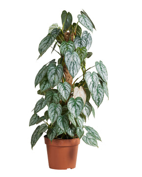 Philodendron brandtianum