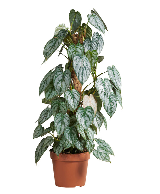 Philodendron brandtianum Image 1