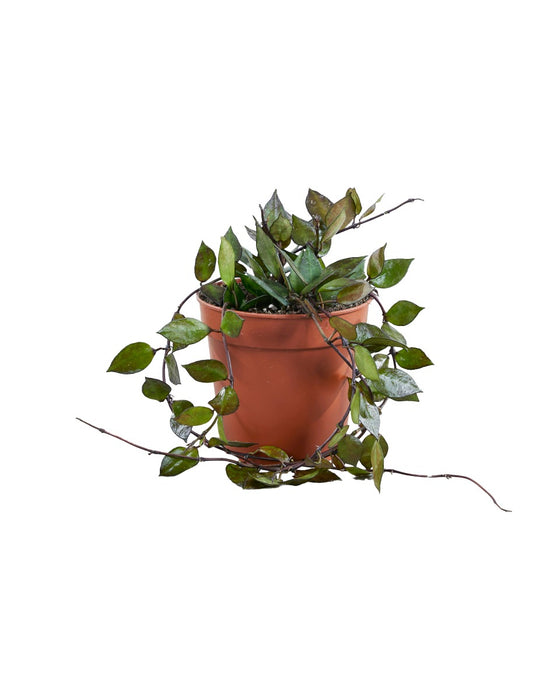 Hoya krohniana 'Black' Image 3