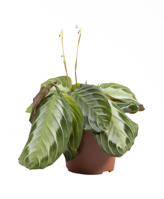Maranta leuconeura 'Silver Band' Image 2