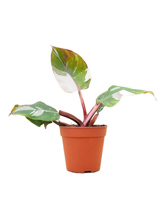 Philodendron erubescens 'White Knight' Image 2