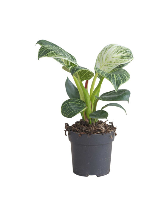 Philodendron ‘Birkin’ Image 3