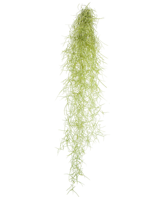 Tillandsia usneoides - Spanish Moss Image 2