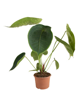 Anthurium peltigerum