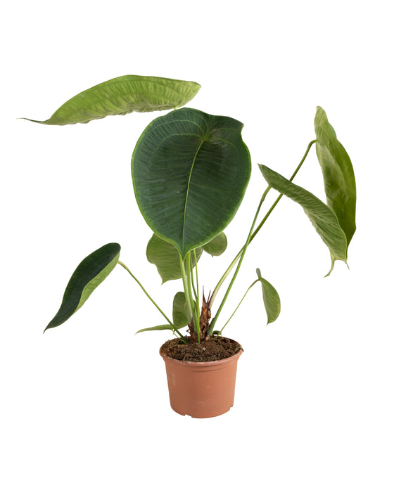 Anthurium peltigerum Image 1