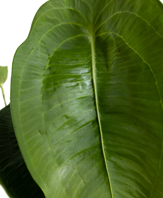 Anthurium peltigerum Image 3