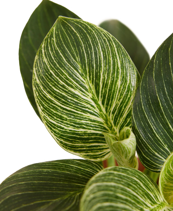 Philodendron ‘Birkin’ Image 4