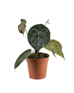 Anthurium forgetti