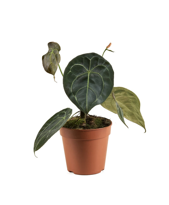 Anthurium forgetti Image 1