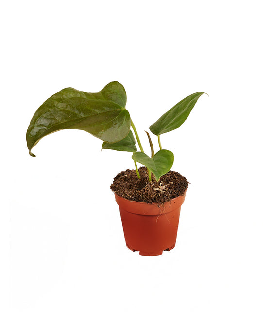 Anthurium 'Queen of Hearts' Image 2