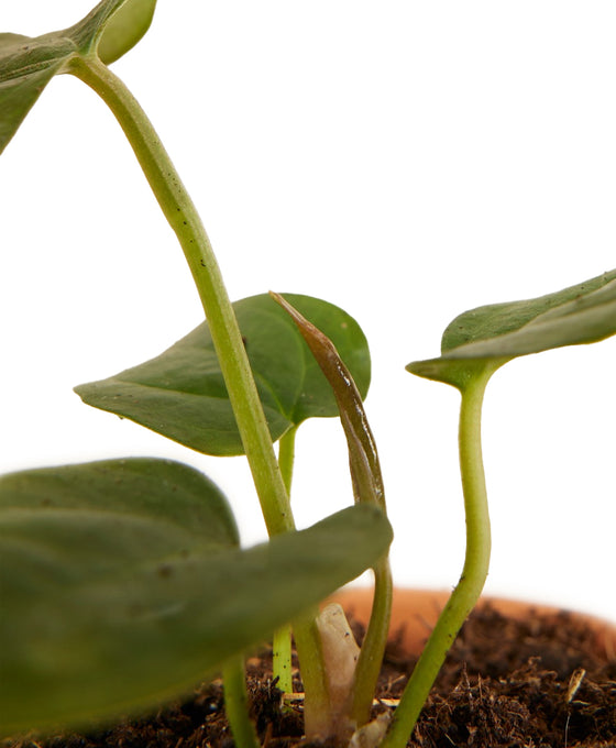 Anthurium 'Queen of Hearts' Image 3