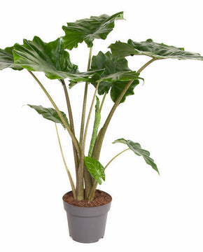 Alocasia 'Portora'
