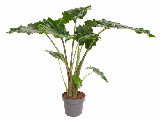 Alocasia 'Portora' Image 1