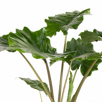 Alocasia 'Portora' Image 2