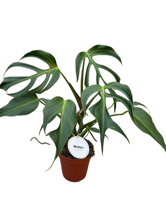 Nantes planter Image 3