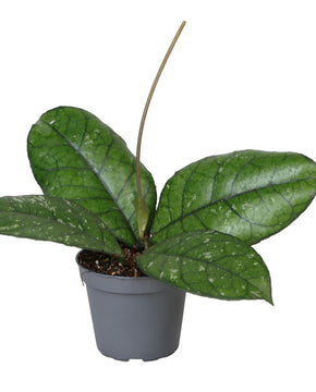 Hoya sp. Sabah