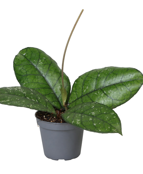 Hoya sp. Sabah Image 1