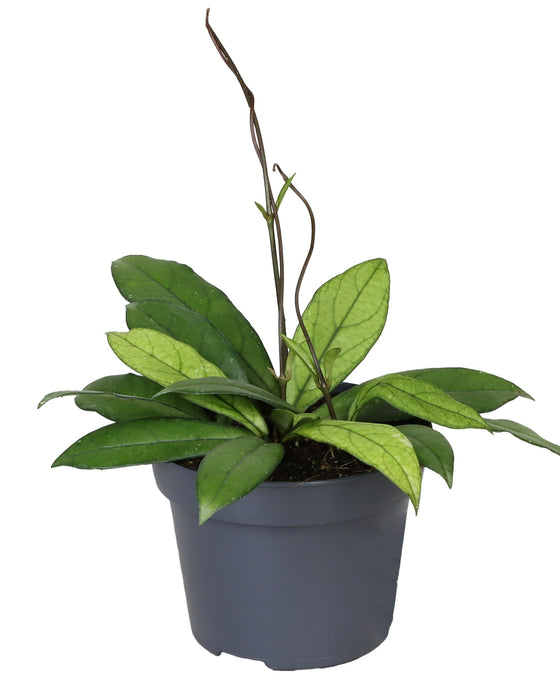Hoya crassipetiolata Image 1