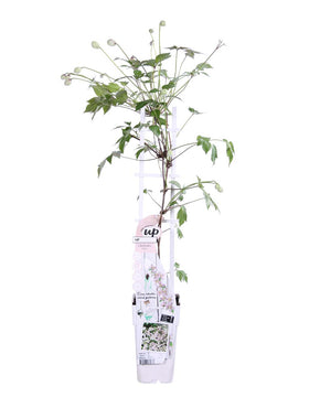 MM-MEC-0811 - 0