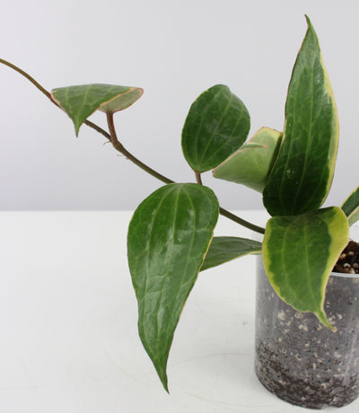 Hoya