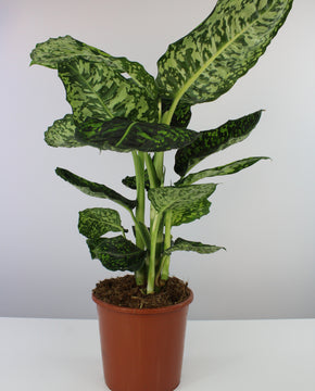 Dieffenbachia seguine 'Reflector'