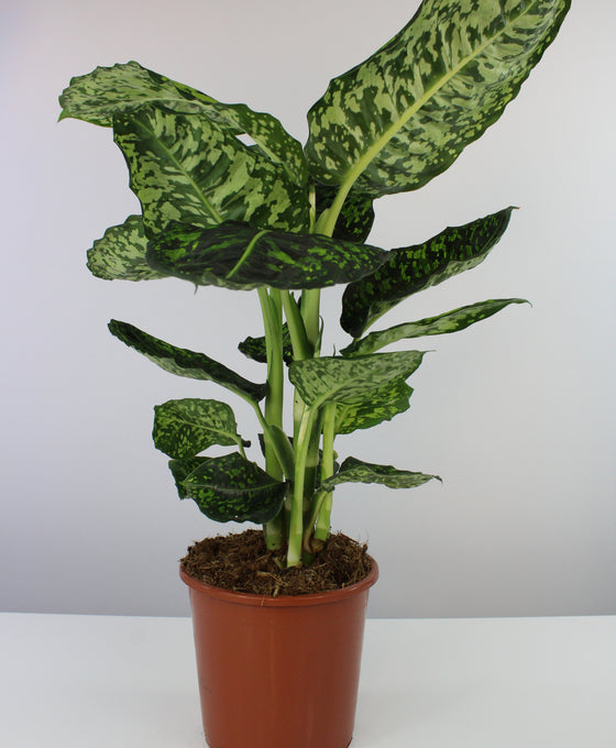 Dieffenbachia seguine 'Reflector' Image 1
