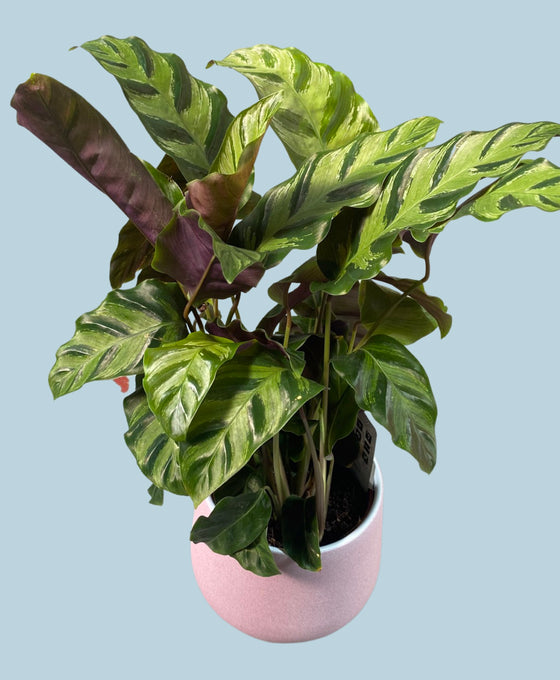 Calathea lietzei Image 3