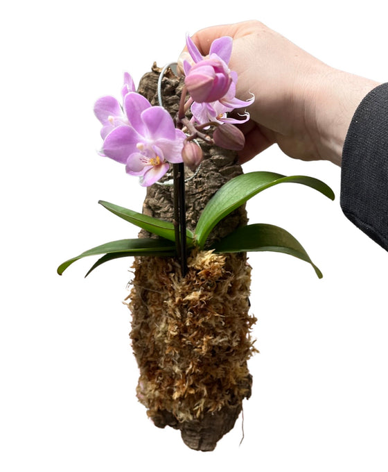 Phalaenopsis Image 2