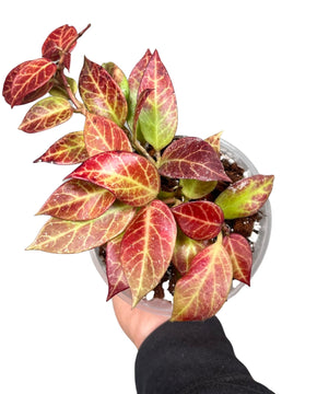 Hoya 'Sunrise'