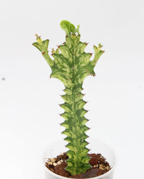 Euphorbia erythraea forma variegata