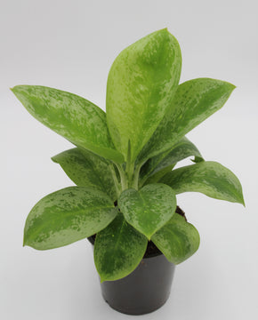 Aglaonema 'Lemon Mint'