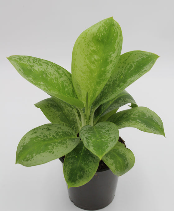 Aglaonema 'Lemon Mint' Image 1