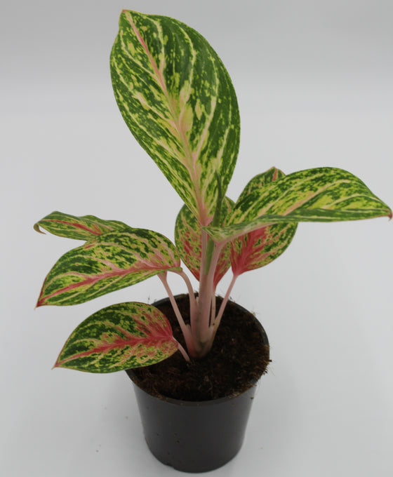 Aglaonema 'Cocomelon' Image 1