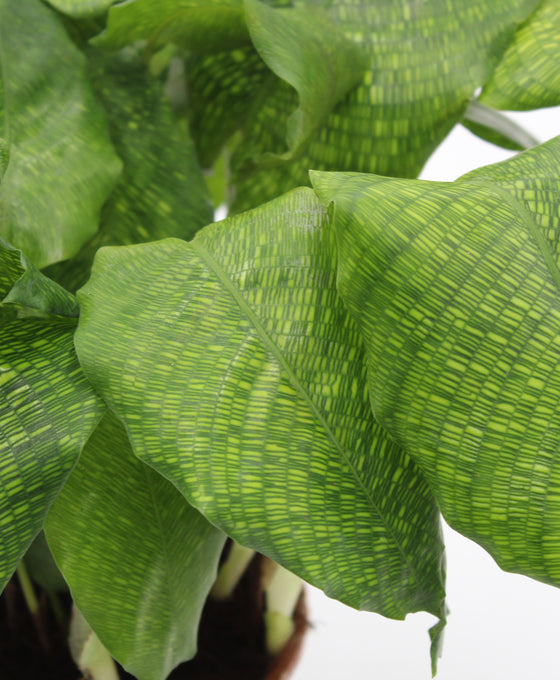 Calathea musaica 'Network' Image 6