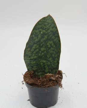 Sansevieria masoniana 'Victoria'