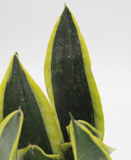 Sansevieria trifasciata 'Black Superba' Image 2