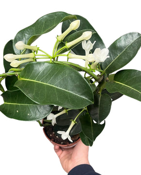 Stephanotis floribunda