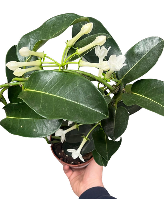 Stephanotis floribunda Image 1