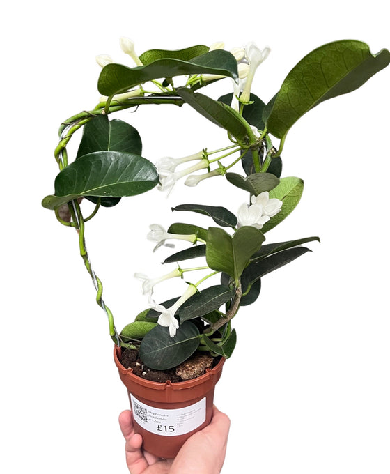 Stephanotis floribunda Image 2