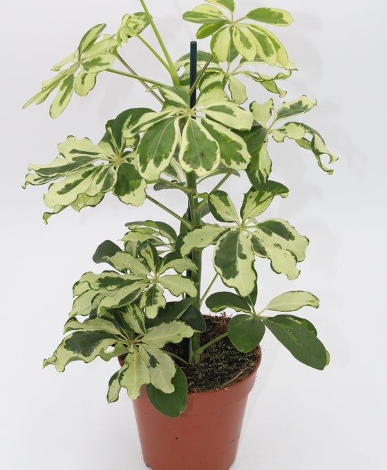 Schefflera arboricola 'Charlotte' (syn. Heptapleurum arboricola) Image 2