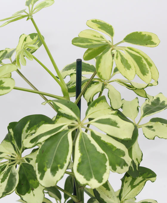 Schefflera arboricola 'Charlotte' (syn. Heptapleurum arboricola) Image 3