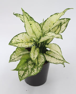 Aglaonema 'White Kiwi'